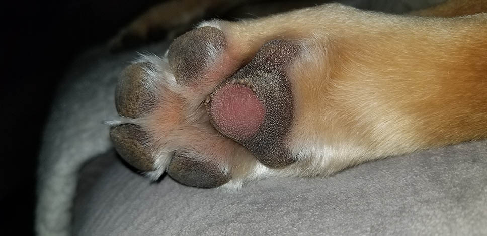 burned dog paw