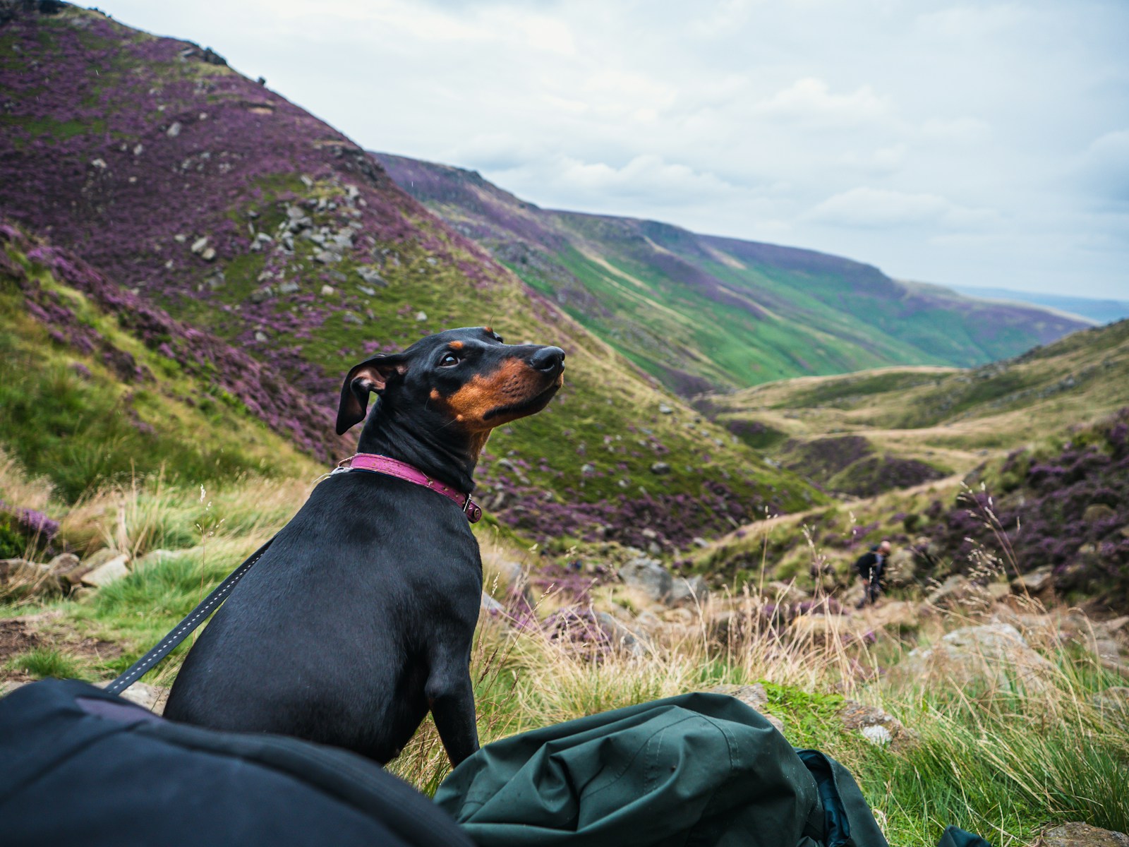 Manchester Terrier