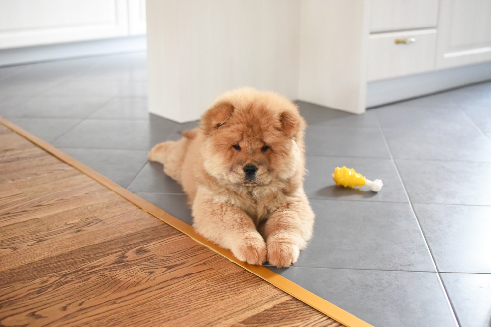 8 Best Flooring for Dogs & How to Choose