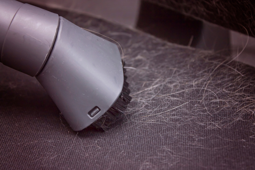 cleaning up pet hair using a vacuum