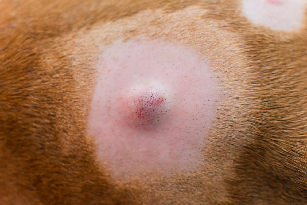 Cysts on Dogs: Our Vet Explains the Signs, Causes & Care
