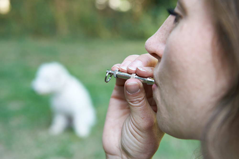How Do Dog Whistles Work? Vet-Approved Guide & Explanation