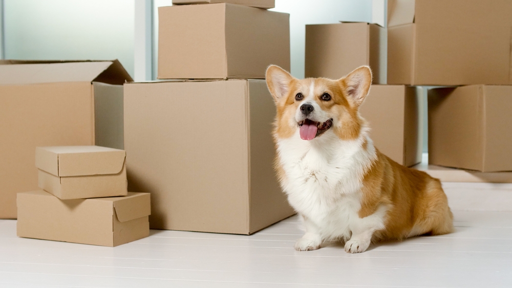 corgi Cute Dog Sitting Near the Big Boxes