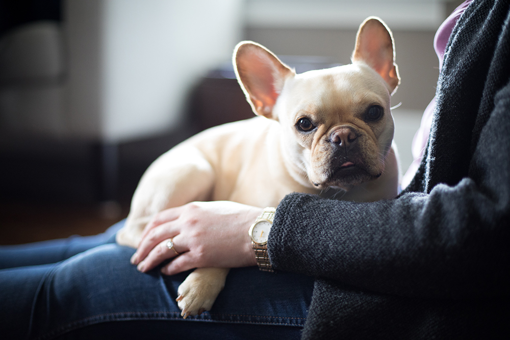 Cream French Bulldog: Info, Pictures, History & Origin