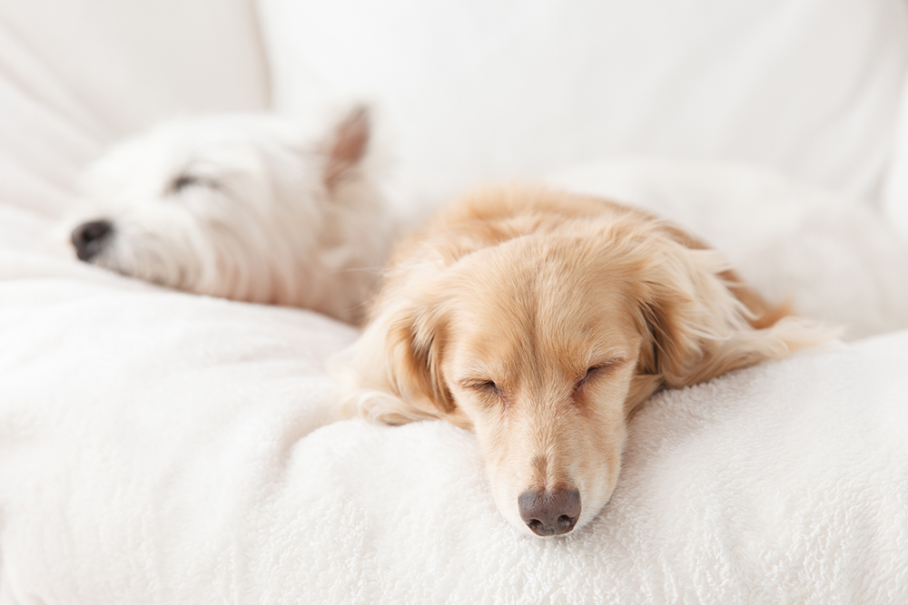 How Do Dogs Fall Asleep So Fast? Vet-Reviewed Canine's Sleep Cycle