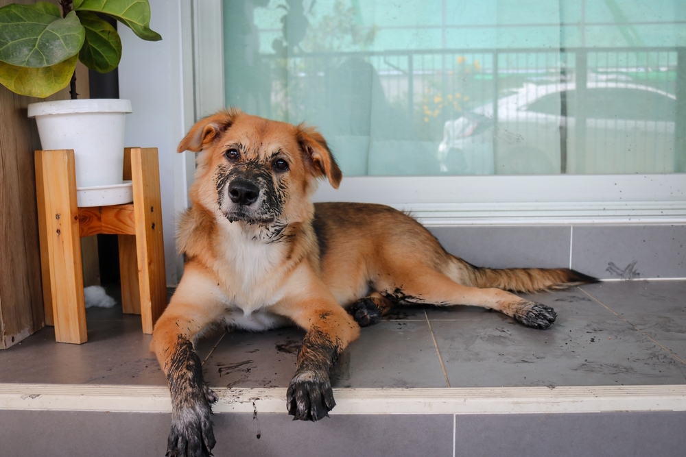 Do Dogs Like Being Dirty? Vet-Reviewed Facts & FAQ