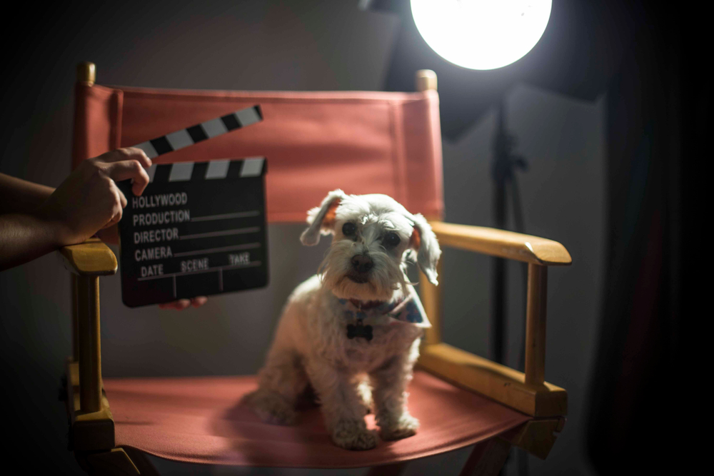 20 Famous Dog Actors in Hollywood: Facts & FAQ (With Videos)