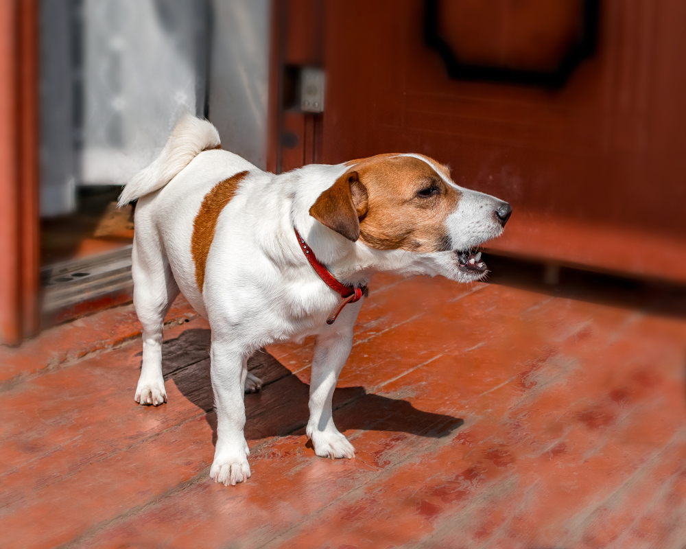 My Dog's Bark Is Hoarse, What's Wrong? 8 Vet-Reviewed Reasons