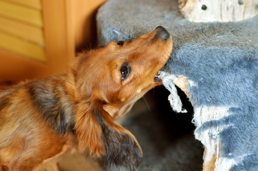 10 Most Common Dog Behavior Problems & Vet-Approved Solutions