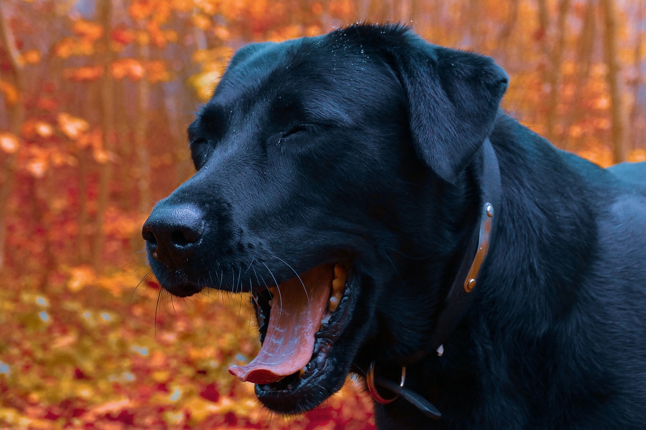 Why Is My Dog Coughing Like Something Is Stuck in His Throat? Our Vet Answers