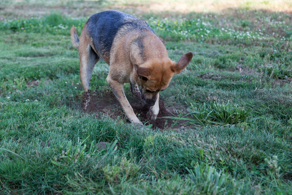 Why Do Dogs Bury Bones? Vet-Approved Explanation & How to Prevent It