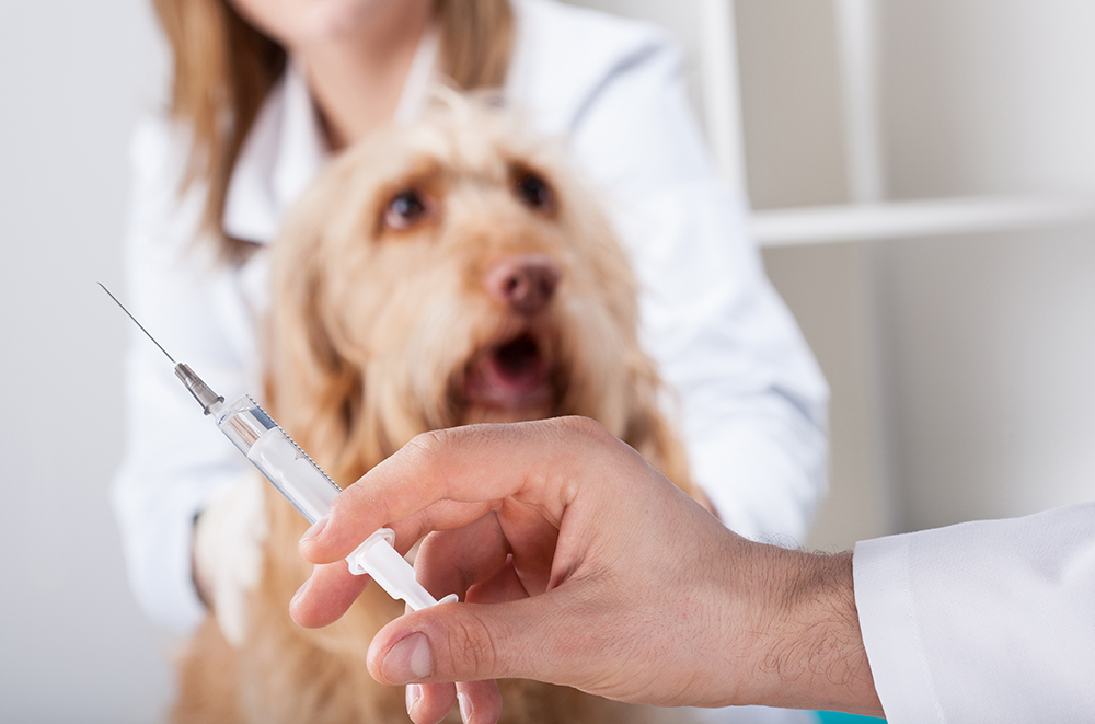 Why Do Dogs Need Anesthesia for Teeth Cleaning? Vet-Verified Facts & FAQ