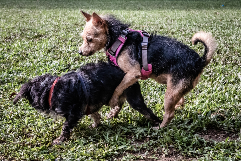 Why Do Dogs Hump or Mount? 6 Vet-Reviewed Reasons for This Behavior