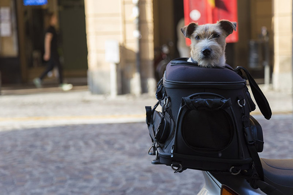 How to Take a Dog on a Motorcycle: 8 Vet-Reviewed Safety Tips for Riding With Your Pup