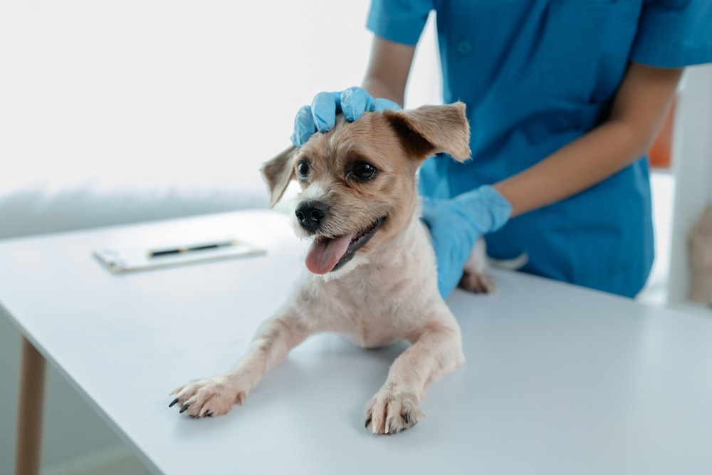 My Dog Has Cancer and I Can’t Afford Treatment: Vet-Reviewed Financial Support Options