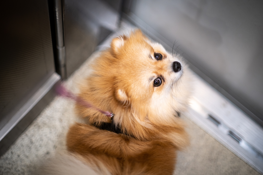 Do Dogs Understand Elevators? Vet-Reviewed Tips & FAQs