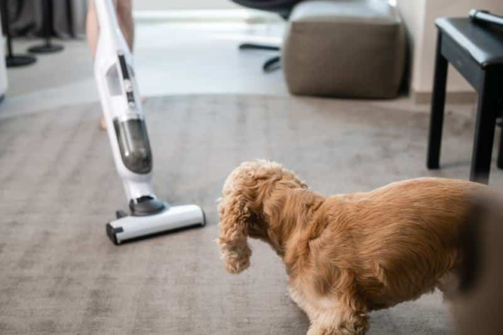 How To Keep A House Clean With Dogs: 10 Tips To Consider