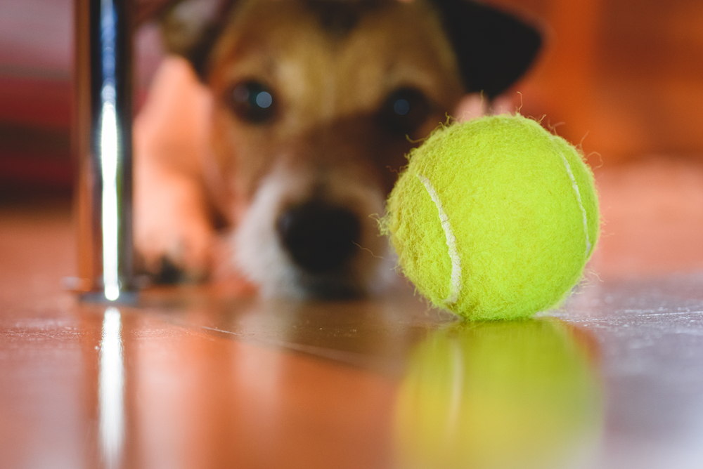 dog looking for tennis ball under sofa