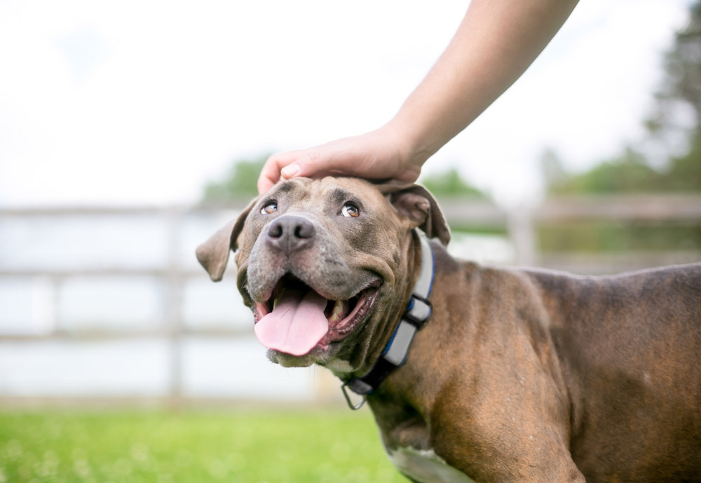 Can Dogs Tell if You’re a Good Person? Senses Explained (Vet-Verified)