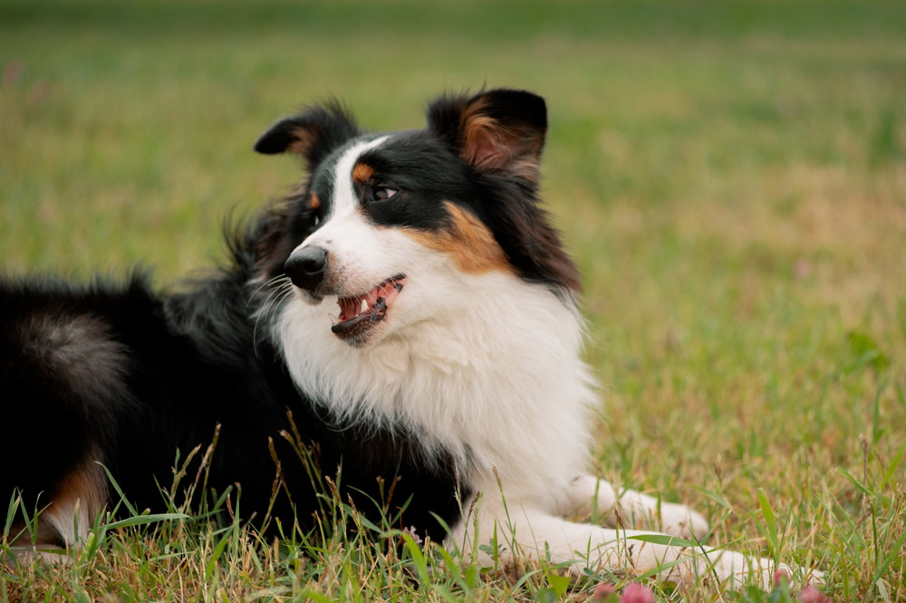 dog lying on grass and looking back