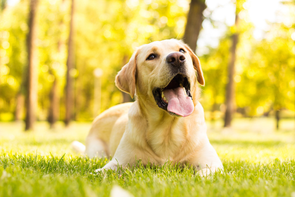 Dog Hiccups: Vet-Verified Causes, Care Guide & FAQ