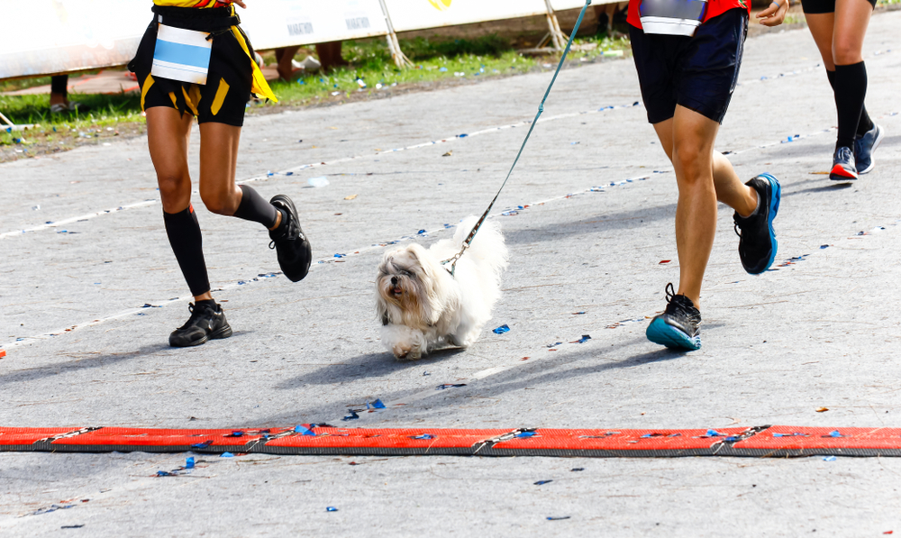 How to Train for a 5K Run With Your Dog: 17 Essential Vet-Approved Tips