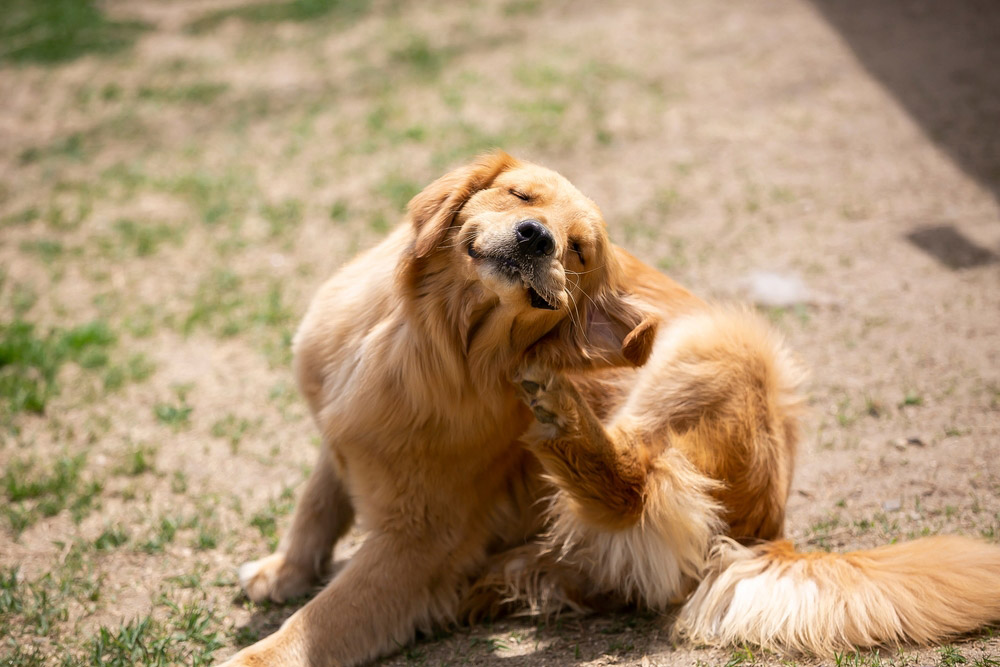 What to Feed Dogs With Itchy Skin: Our Vet Explains Ideal Options