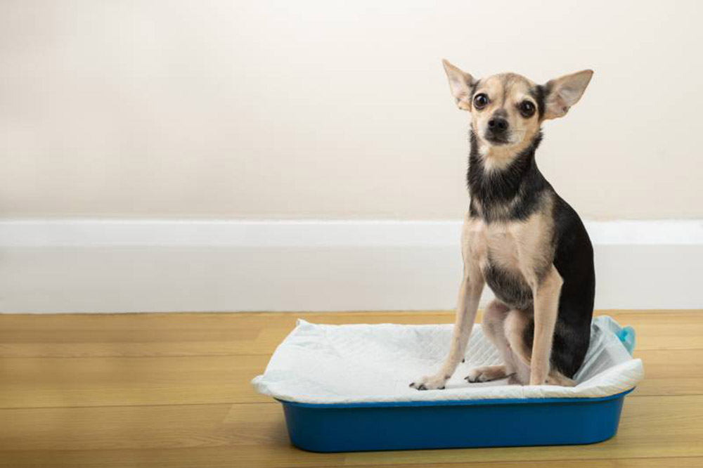 How to Train Your Dog to Use a Litter Box: Step-by-Step Guide (Vet-Reviewed)