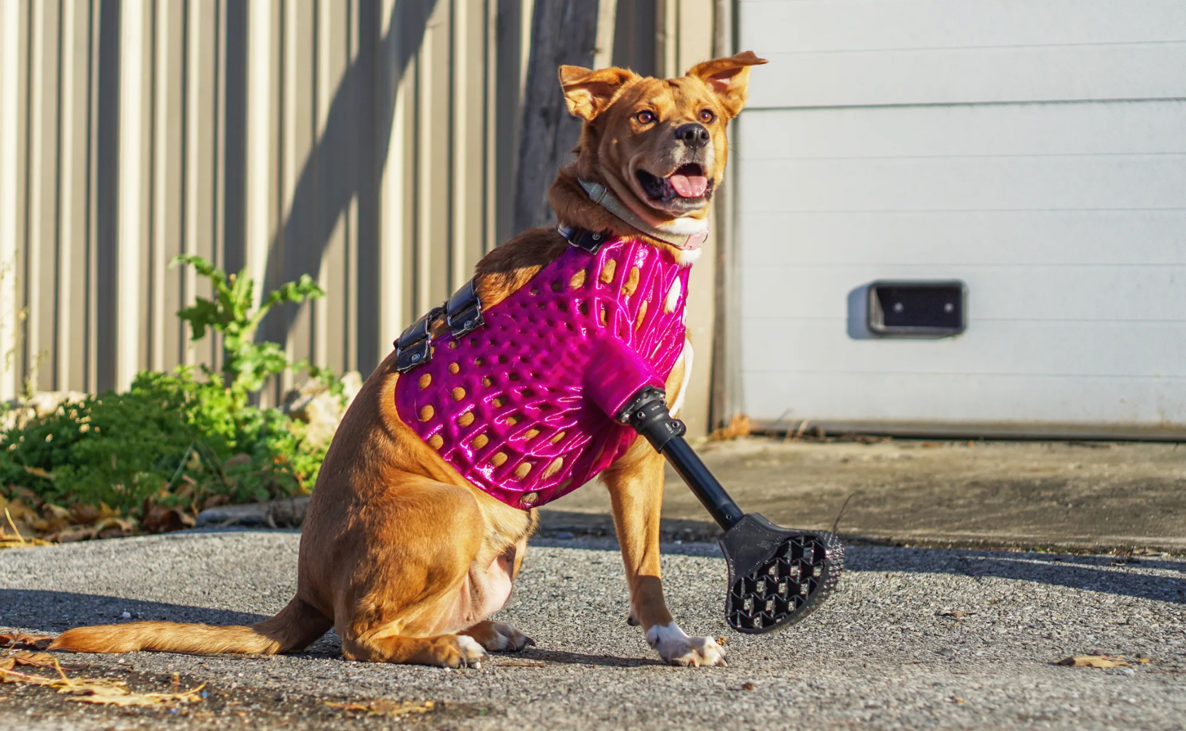 Prosthetic Legs for Dogs: History, Types, FAQ & More Vet-Approved Info
