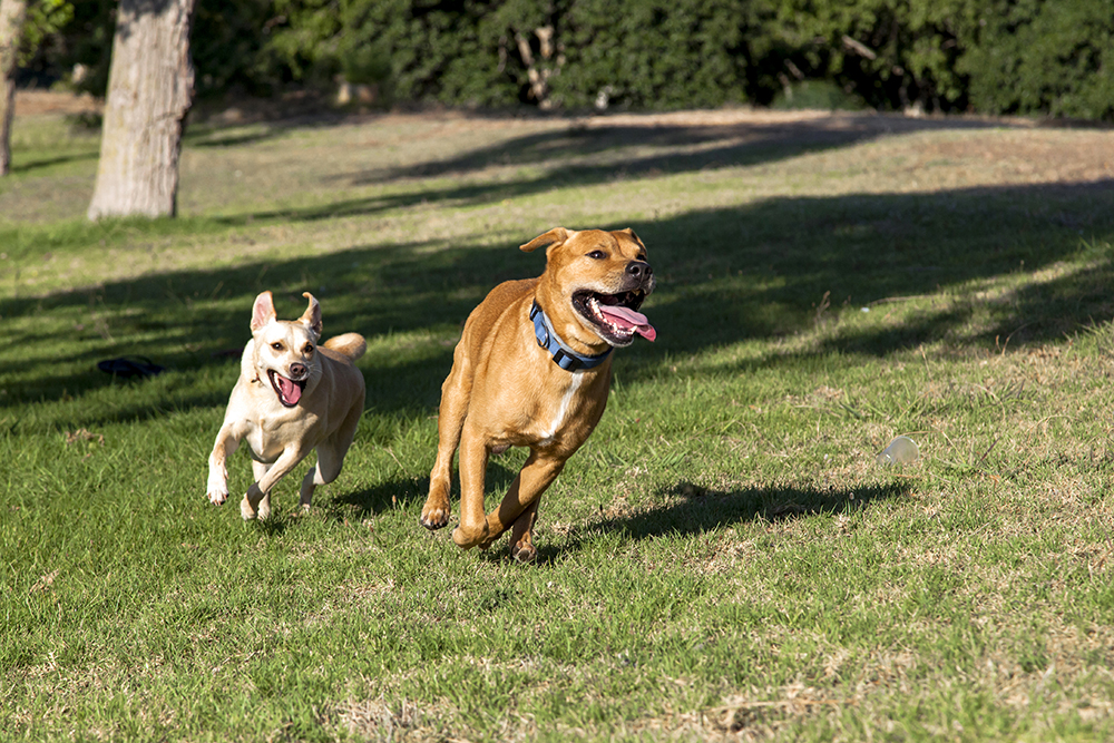 Are Dog Parks Good for All Dogs? 12 Considerations & Helpful Tips