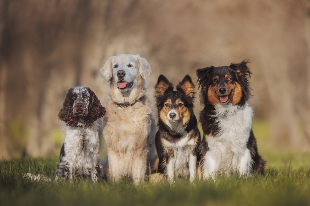 Will Dogs Ever Go Extinct? Why Some Breeds Disappeared