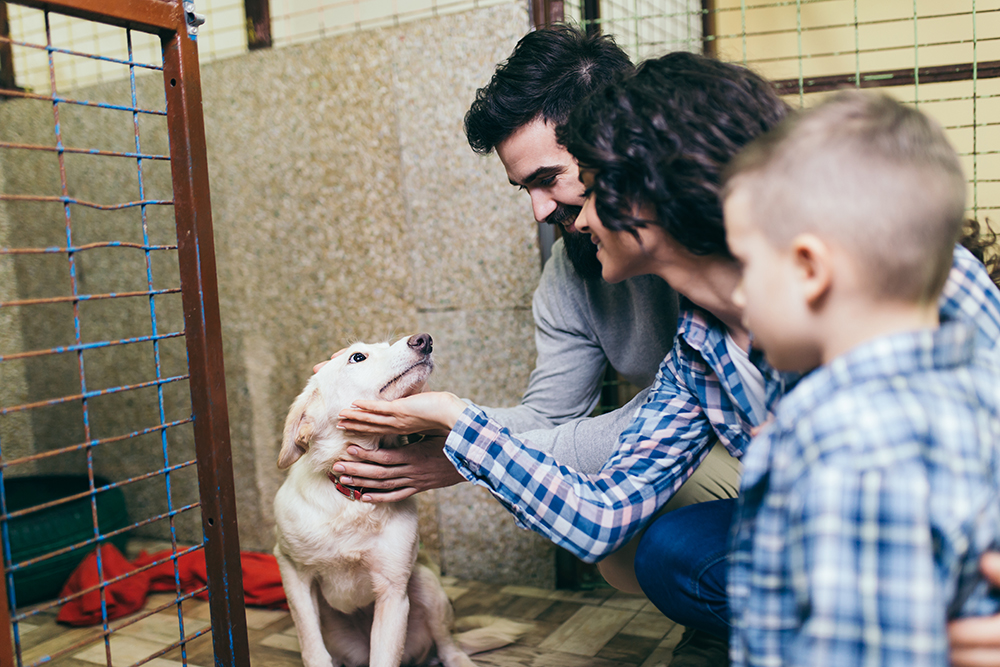 Should You Adopt a Second Dog? Vet-Verified Pros, Cons & Considerations