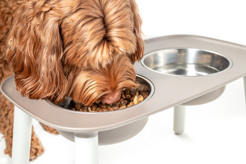 How to Switch Your Dog's Food: 6 Vet-Approved Steps