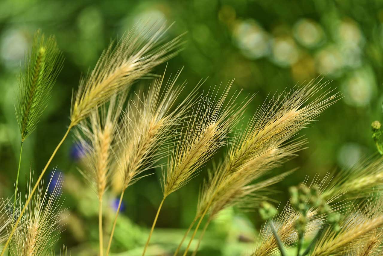 Why Are Foxtails Bad for Dogs? Our Vet Explains the Dangers & Safety Tips