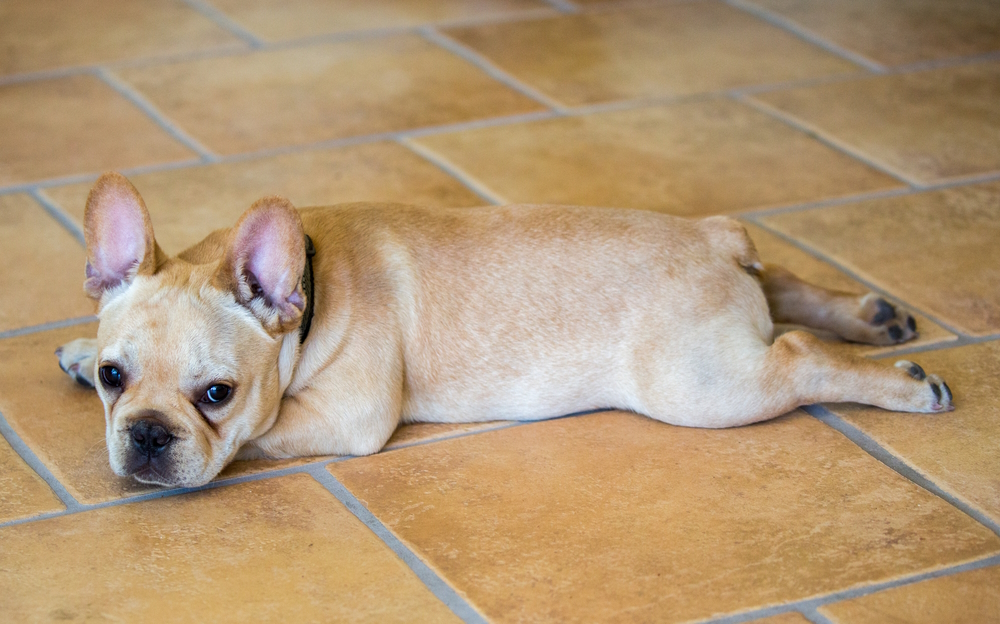 french-bulldog-splooting-on-tiled-floor