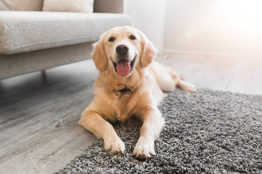 8 House Rules for Dogs & How to Set Them: A Vet-Approved Guide