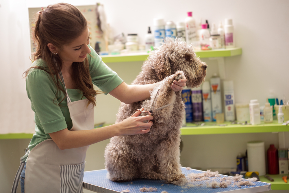 groomer trimming dog's fur