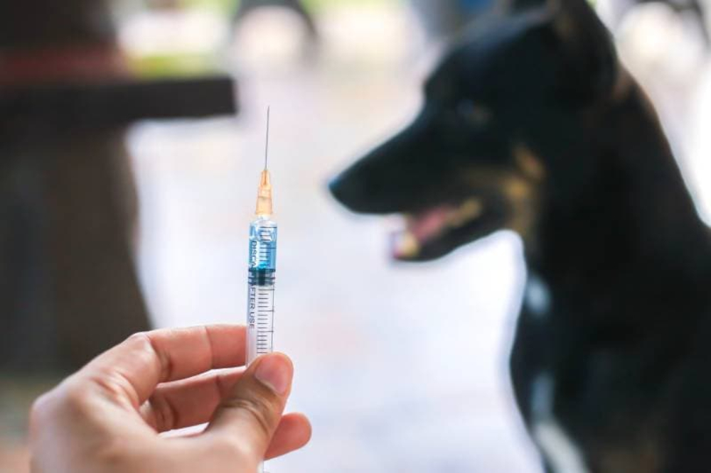 What Shots Do Dogs Need? A Vets Guide to Vaccinations & Medications