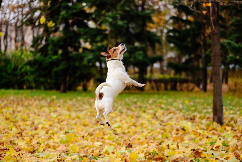 How to Keep Your Dog From Escaping Your Yard: 6 Vet-Reviewed Causes & Prevention Tips