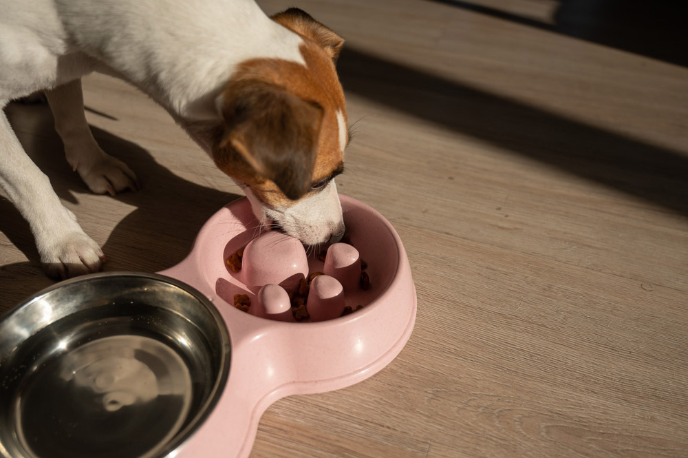 What Foods Reduce Anxiety in Dogs? 10 Vet-Verified Nutrients & Methods to Help