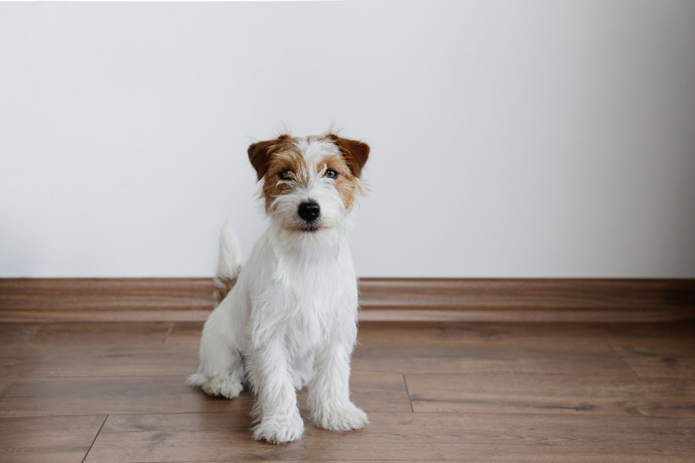 Are Puppies a Lot of Work? Vet-Verified Facts & Helpful Tips
