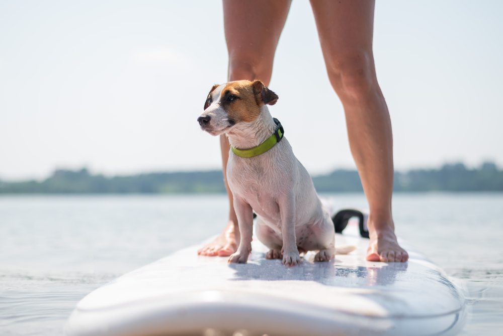 8 Best Paddle Boards for Dogs in 2026 - Reviews & Top Picks