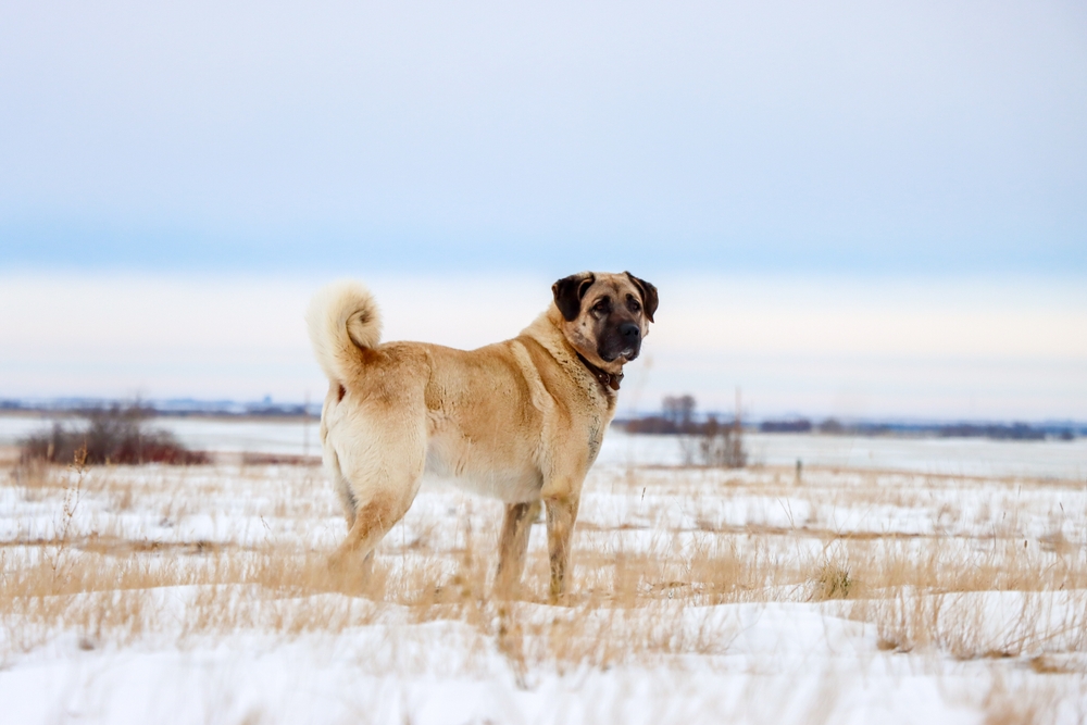 kangal dog standing outside