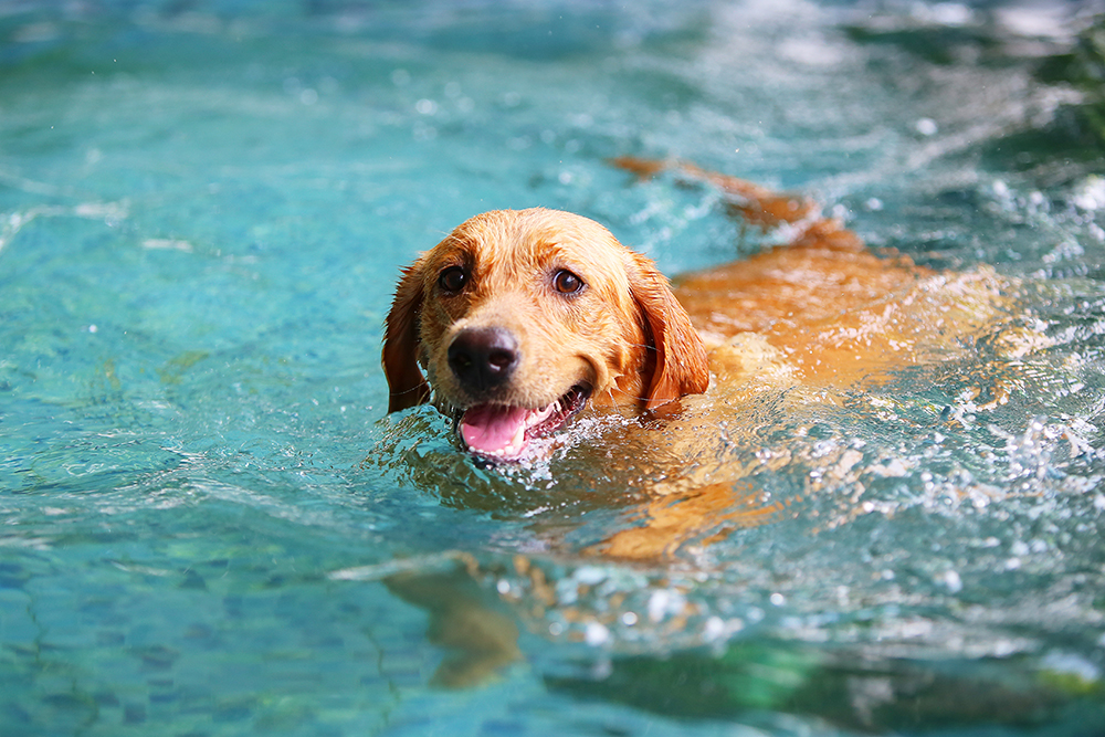 How Do Dogs Know How to Swim? Vet-Verified Facts & Explanation