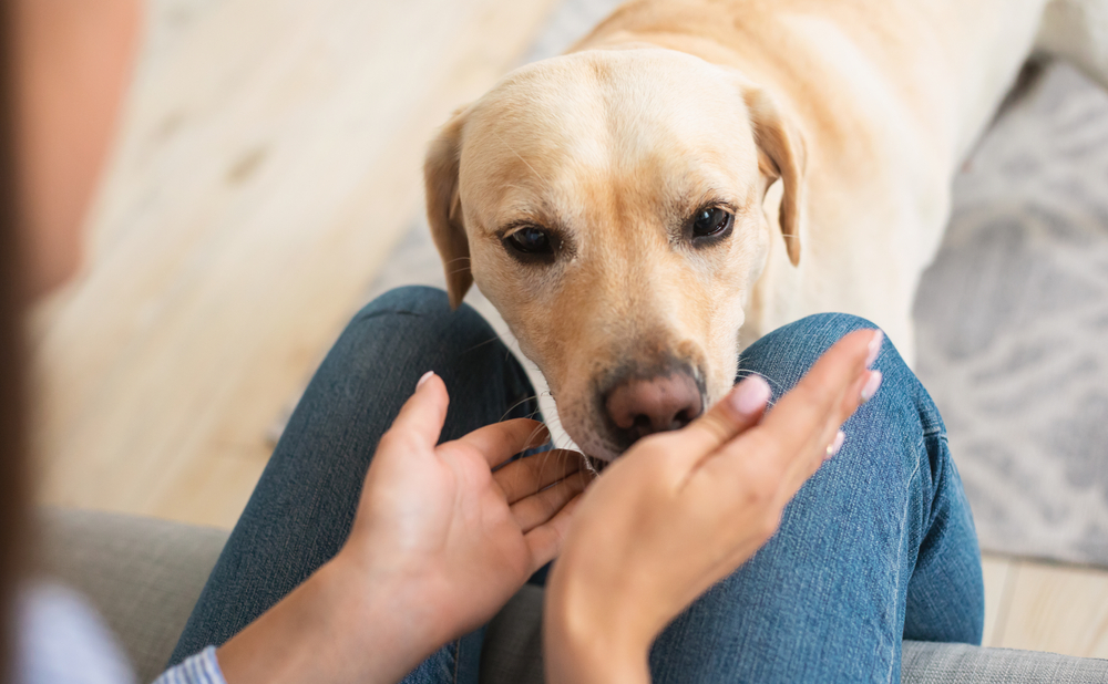 Can Dogs Smell Other Dogs on You? Vet-Verified Senses Explained