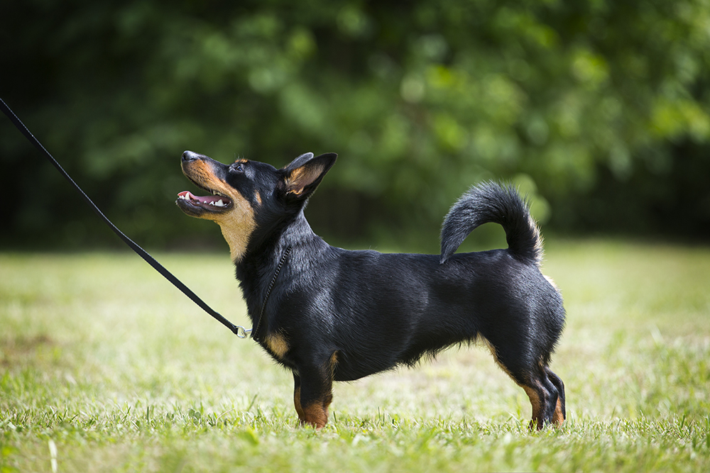 10 Best Dog Leashes in 2026 – Reviews & Top Picks