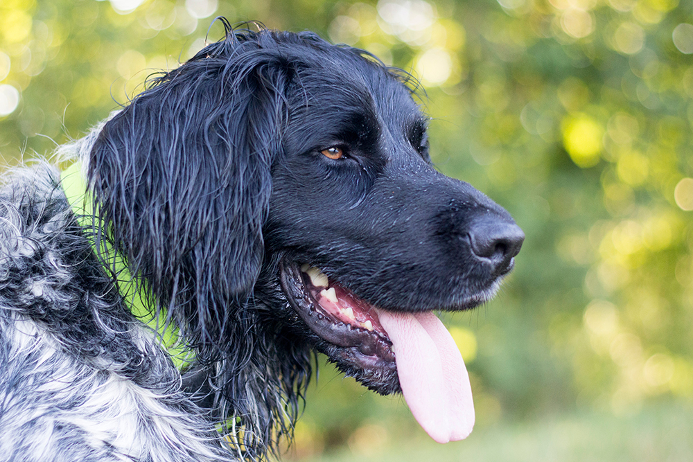 Large Munsterlander dog in the park