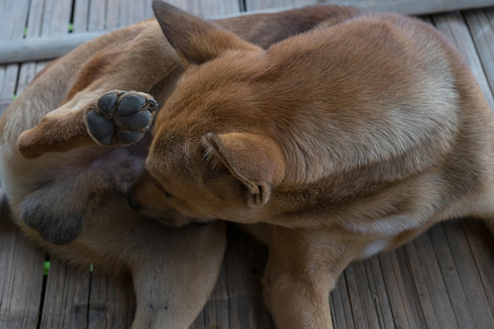 male dog licking its genitals