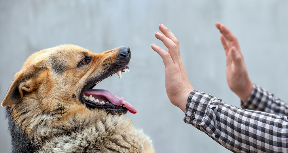 Why Do Dogs Bite? 10 Vet-Verified Reasons & Prevention Tips