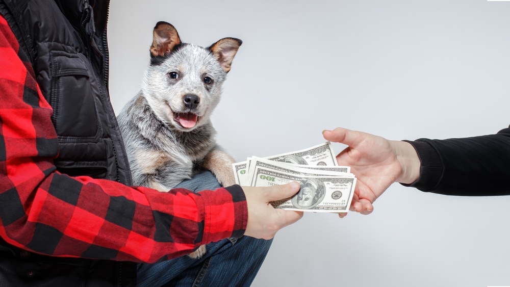 man-buying-dog-from-breeder